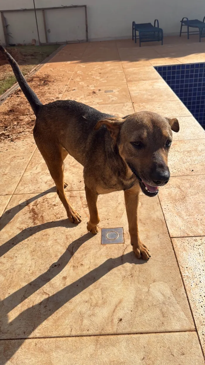 Cachorro ra a SRD-ViraLata idade 1 ano nome Tobias