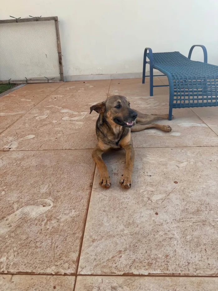 Cachorro ra a SRD-ViraLata idade 1 ano nome Tobias
