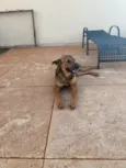 Tobias