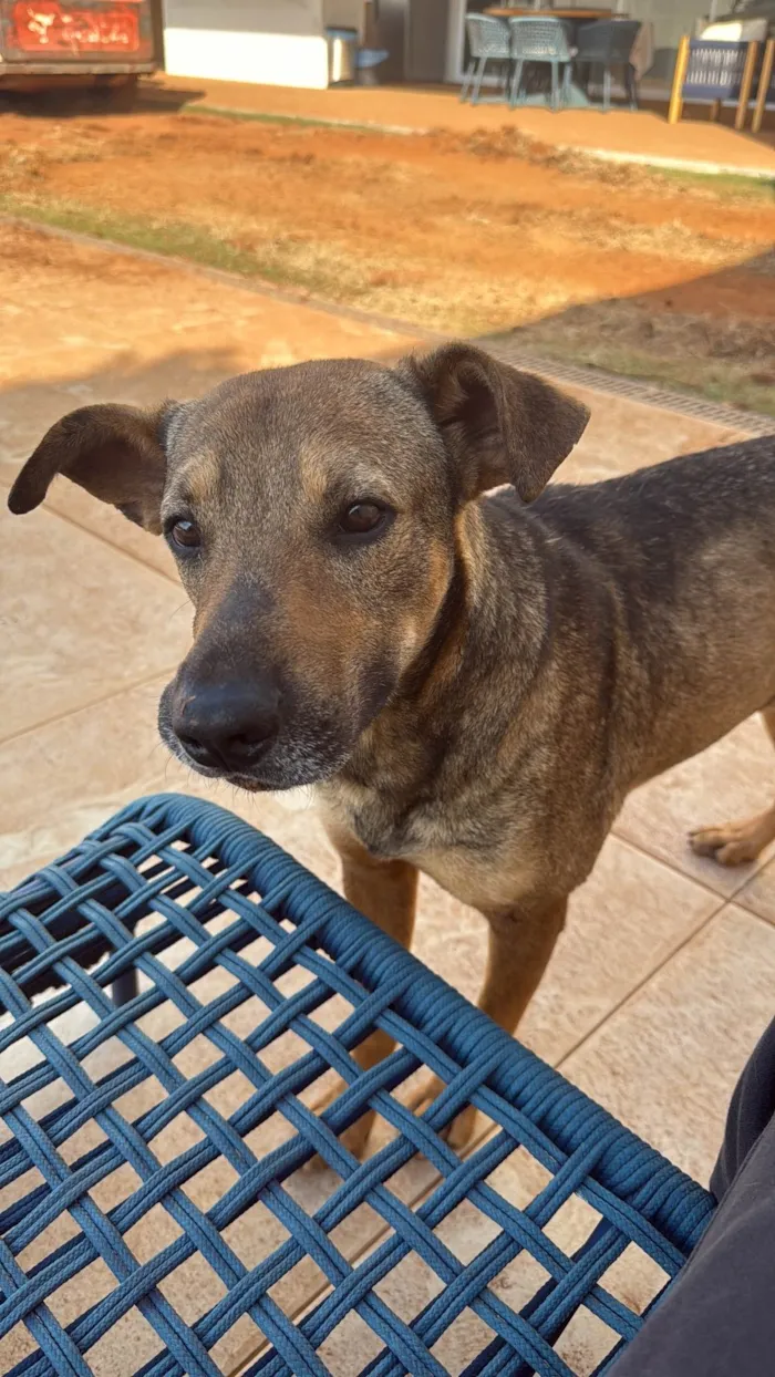 Cachorro ra a SRD-ViraLata idade 1 ano nome Tobias