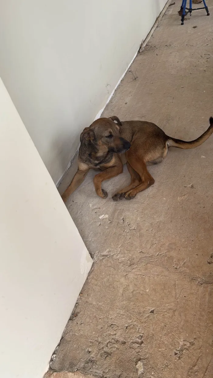 Cachorro ra a SRD-ViraLata idade 1 ano nome Tobias