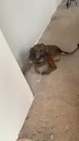 Tobias