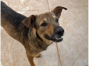 Cachorro raça SRD-ViraLata idade 1 ano nome Tobias