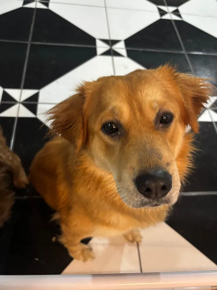 Cachorro ra a SRD-ViraLata idade 2 anos nome Beethoven
