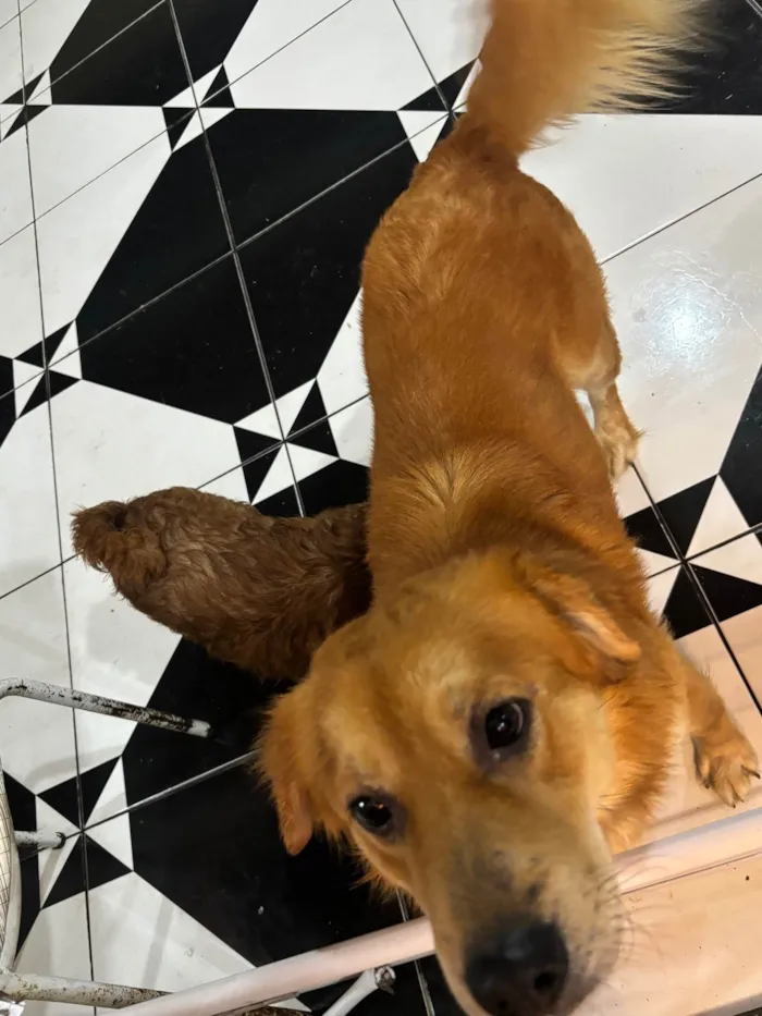Cachorro ra a SRD-ViraLata idade 2 anos nome Beethoven