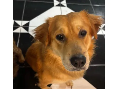 Cachorro raça SRD-ViraLata idade 2 anos nome Beethoven