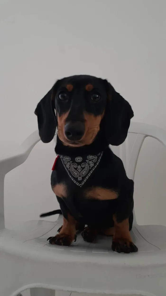 Cachorro ra a Basset-Cofap idade 1 ano nome Nuggets