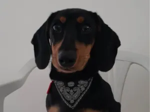 Cachorro raça Basset-Cofap idade 1 ano nome Nuggets