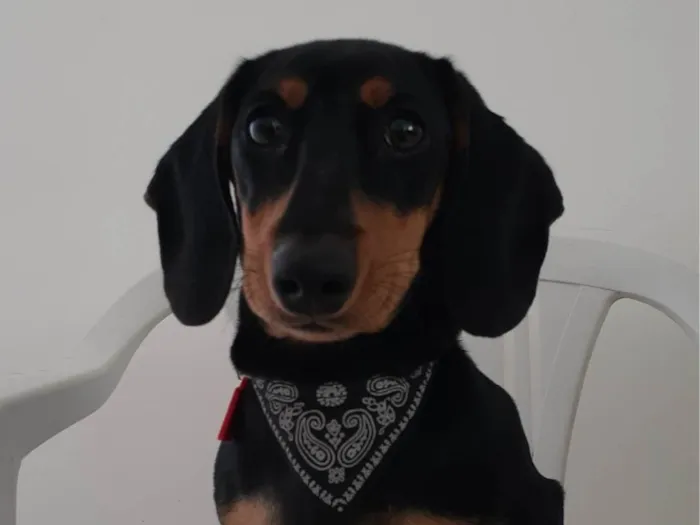 Cachorro ra a Basset-Cofap idade 1 ano nome Nuggets