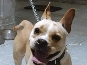 Cachorro raça SRD-ViraLata idade 3 anos nome Pandora 