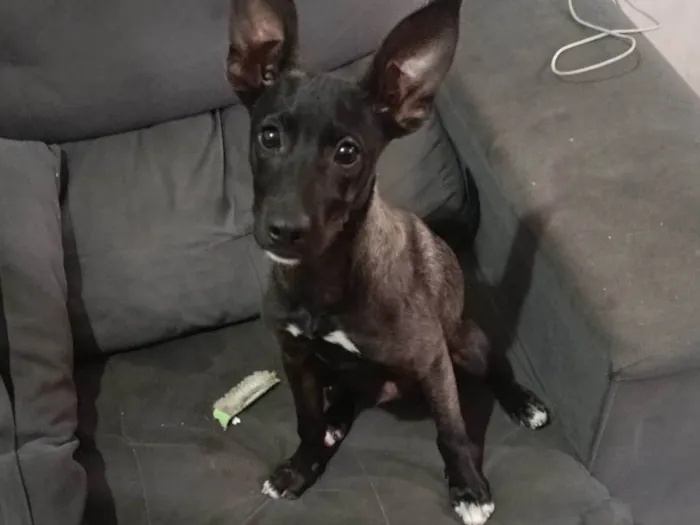 Cachorro ra a SRD-ViraLata idade 7 a 11 meses nome Antúrio