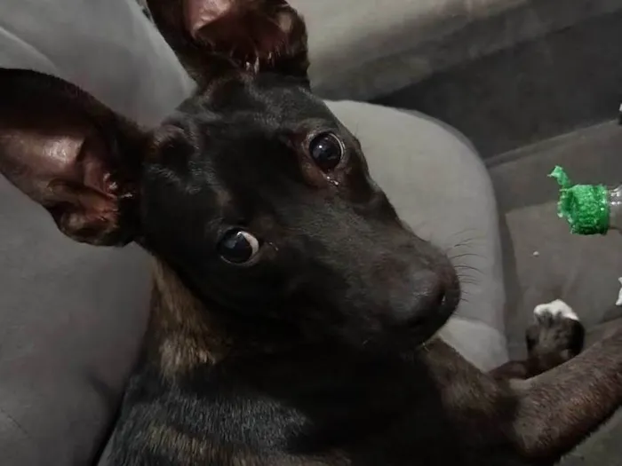 Cachorro ra a SRD-ViraLata idade 7 a 11 meses nome Antúrio