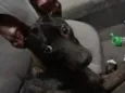Antúrio