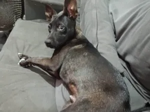 Cachorro raça SRD-ViraLata idade 7 a 11 meses nome Antúrio