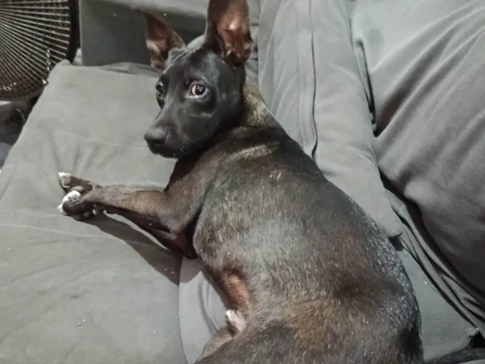Cachorro ra a SRD-ViraLata idade 7 a 11 meses nome Antúrio