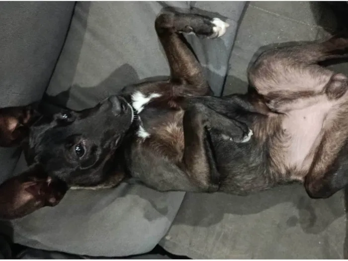 Cachorro ra a SRD-ViraLata idade 7 a 11 meses nome Antúrio