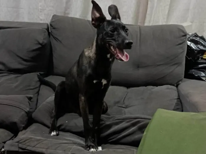 Cachorro ra a SRD-ViraLata idade 7 a 11 meses nome Antúrio