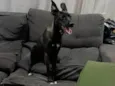 Antúrio