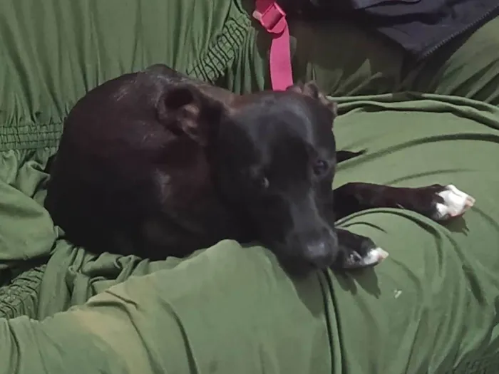 Cachorro ra a SRD-ViraLata idade 7 a 11 meses nome Antúrio