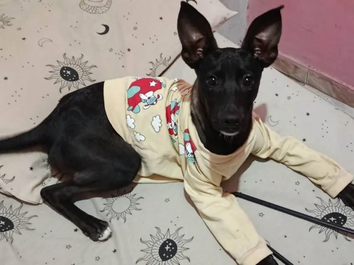 Cachorro ra a SRD-ViraLata idade 7 a 11 meses nome Antúrio