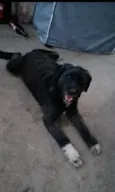 bolinha
