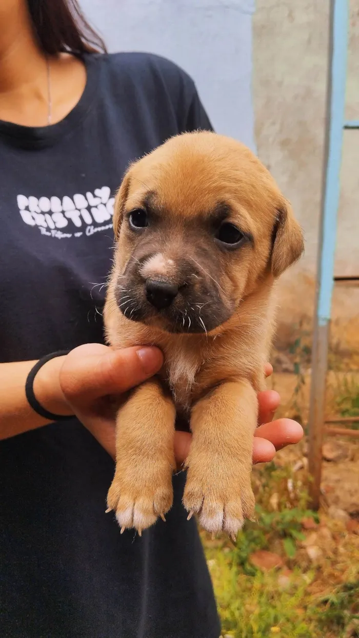 Cachorro ra a Fila idade Abaixo de 2 meses nome Filhotes fila com vira lata 