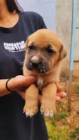 Filhotes fila com vira lata