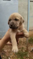 Filhotes fila com vira lata