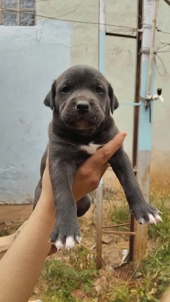 Cachorro ra a Fila idade Abaixo de 2 meses nome Filhotes fila com vira lata 
