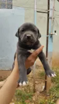 Filhotes fila com vira lata