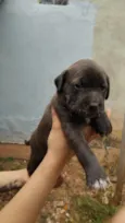 Filhotes fila com vira lata