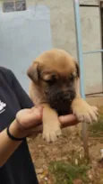 Filhotes fila com vira lata