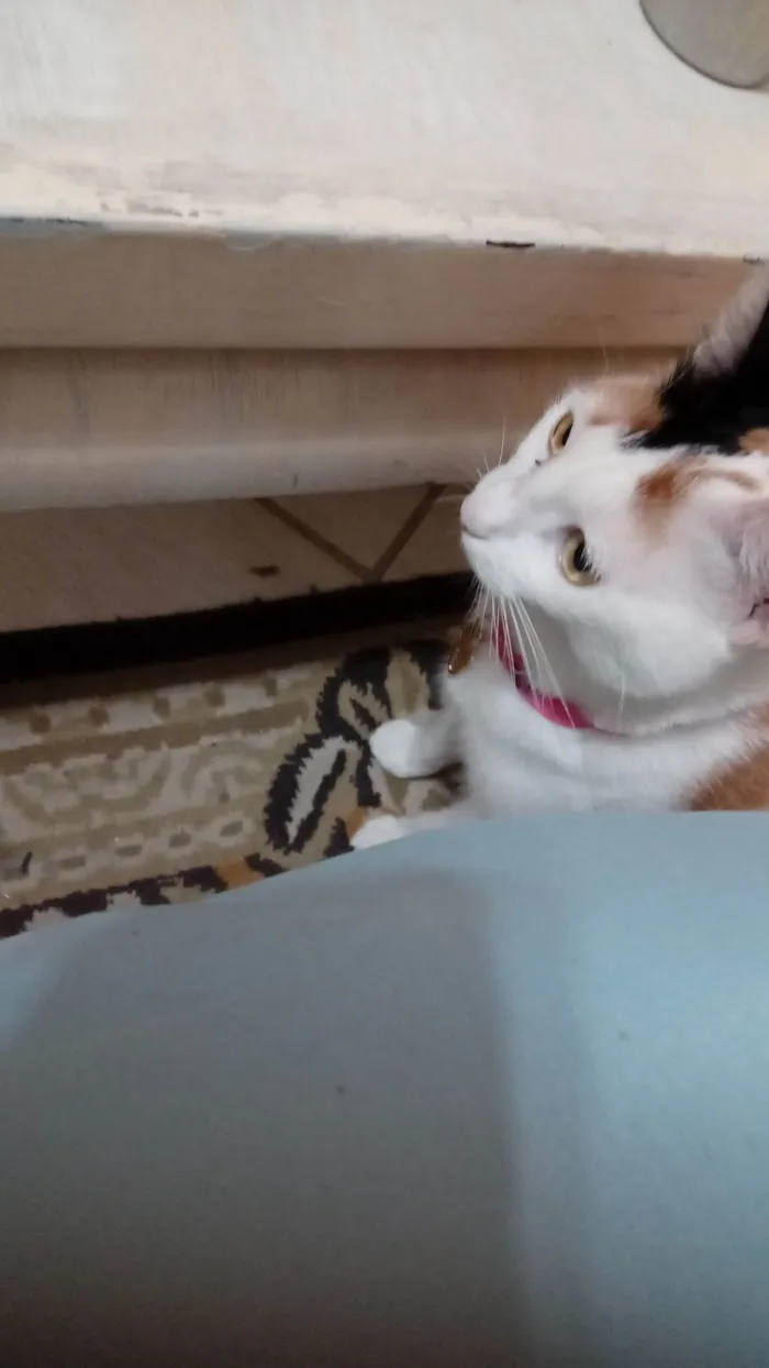 Gato ra a Exótico idade 2 anos nome MAGALI