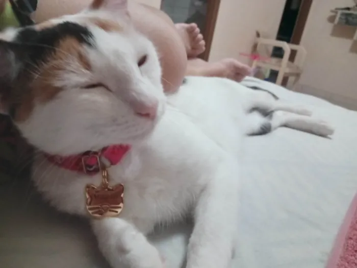 Gato ra a Exótico idade 2 anos nome MAGALI