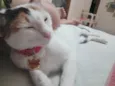 MAGALI