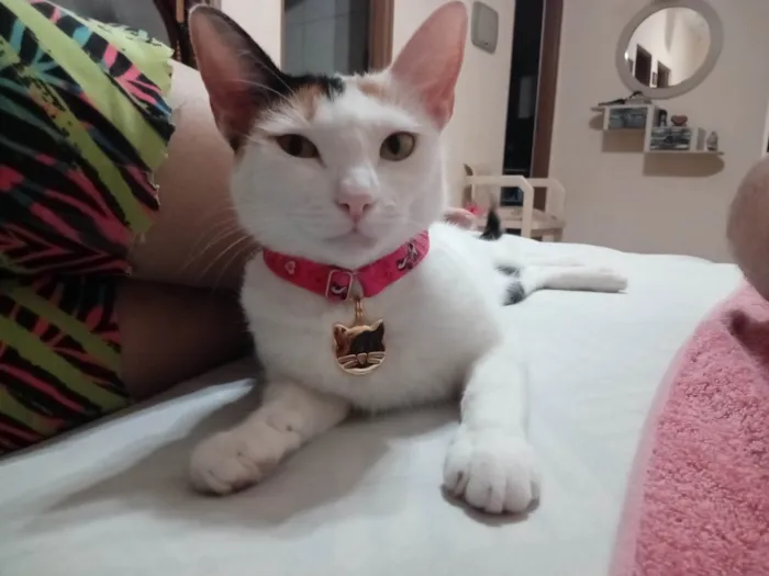 Gato ra a Exótico idade 2 anos nome MAGALI