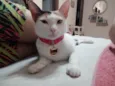 MAGALI