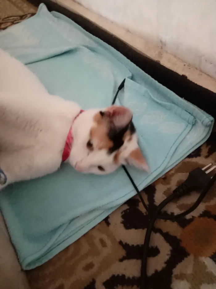 Gato ra a Exótico idade 2 anos nome MAGALI