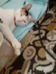 MAGALI