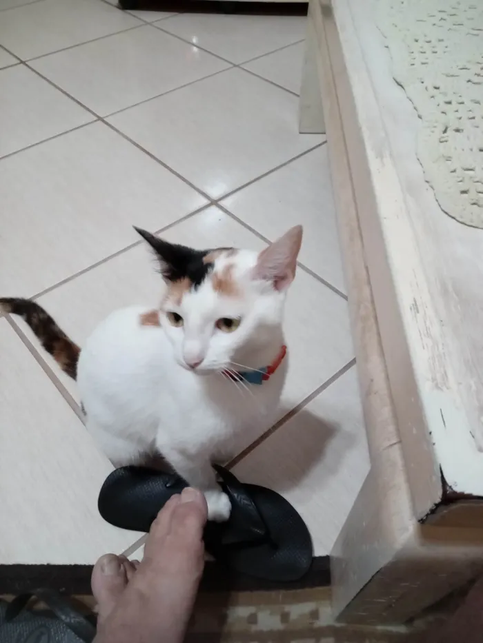 Gato ra a Exótico idade 2 anos nome MAGALI