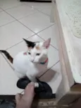 MAGALI