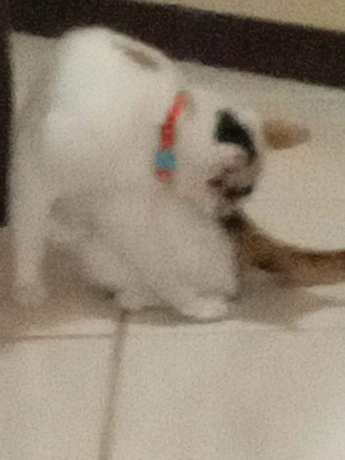 Gato ra a Exótico idade 2 anos nome MAGALI