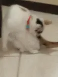 MAGALI