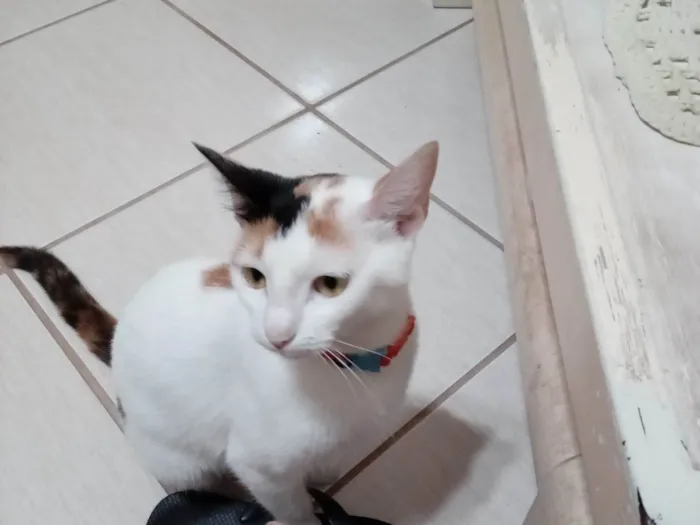 Gato ra a Exótico idade 2 anos nome MAGALI