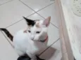 MAGALI