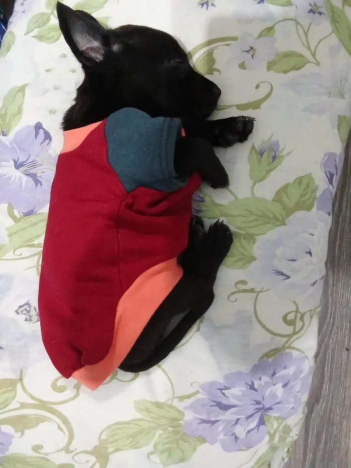 Cachorro ra a SRD-ViraLata idade 2 a 6 meses nome POOH