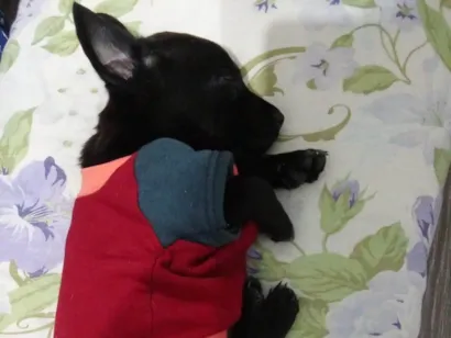 Cachorro raça SRD-ViraLata idade 2 a 6 meses nome POOH