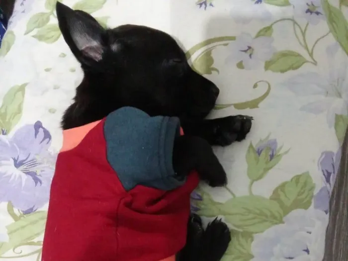Cachorro ra a SRD-ViraLata idade 2 a 6 meses nome POOH