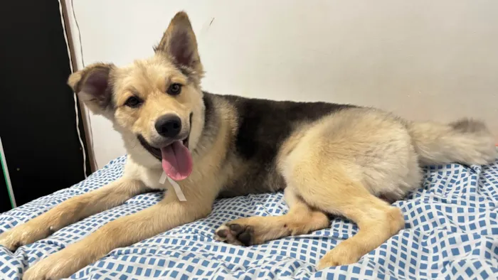 Cachorro raça SRD-ViraLata idade 1 ano nome ZEUS