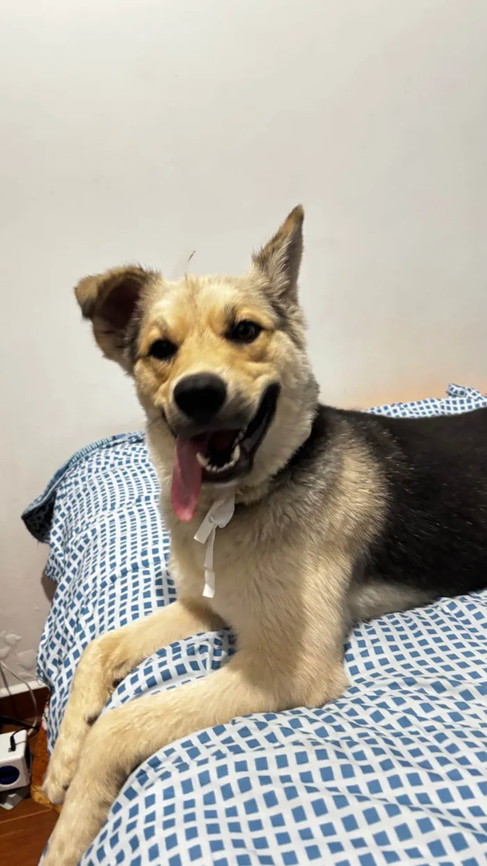 Cachorro raça SRD-ViraLata idade 1 ano nome ZEUS